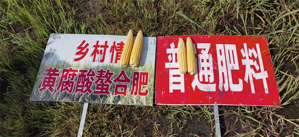 3图2020年富锦市太东农场玉米春季回访对比田图片.jpg