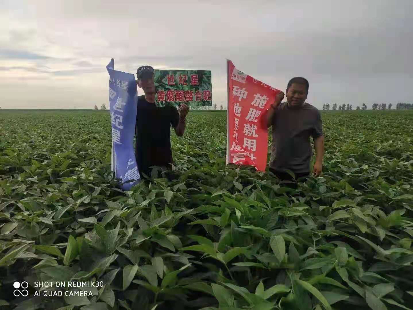 图3    2021年7月乡村情肥业在黑龙江富锦市春季大豆回访.jpg