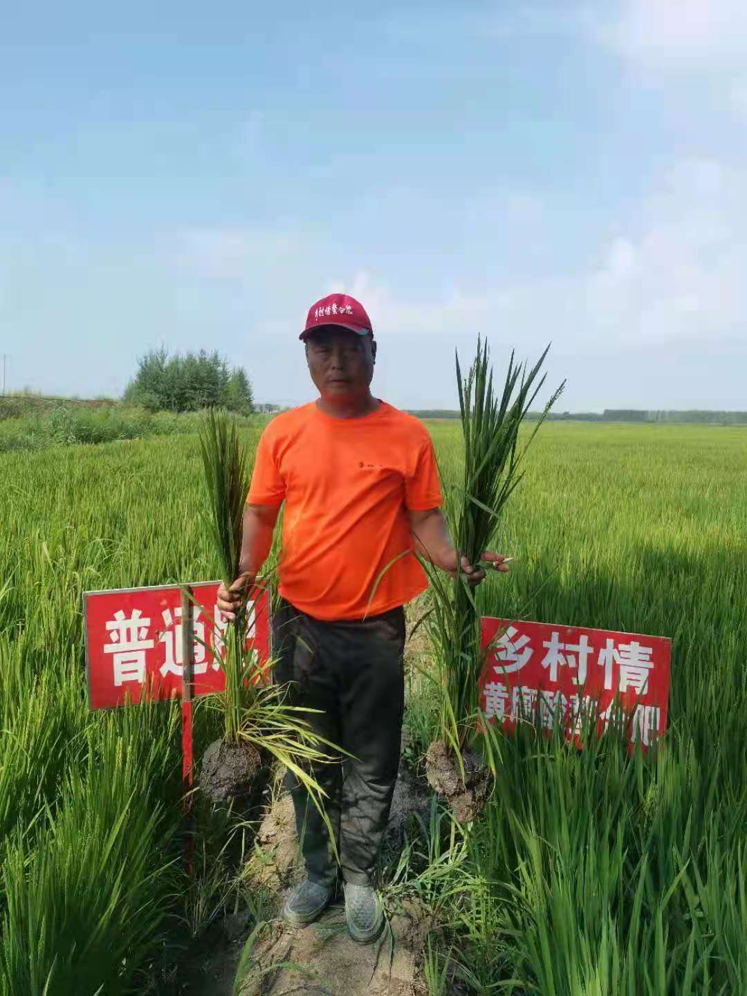 图4   2021年7月乡村情肥业在红河镇7区水稻对比田春季回访.jpg