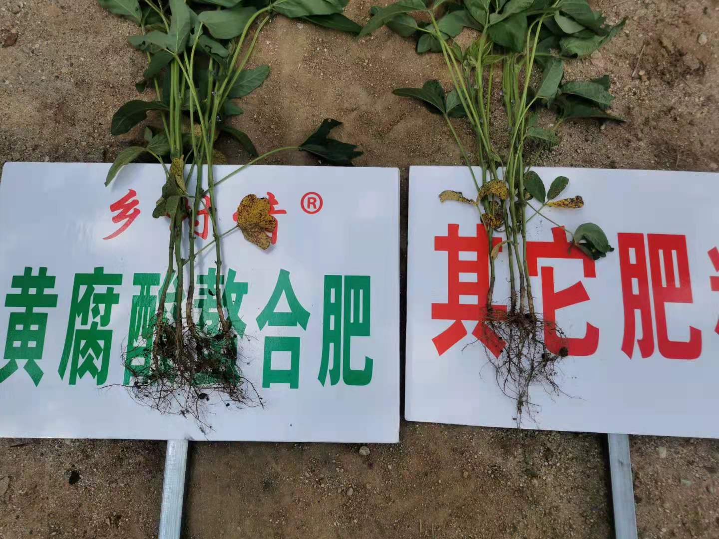 图5   2021年7月乡村情肥业在黑龙江富锦市春季大豆对比田回访图片.jpg